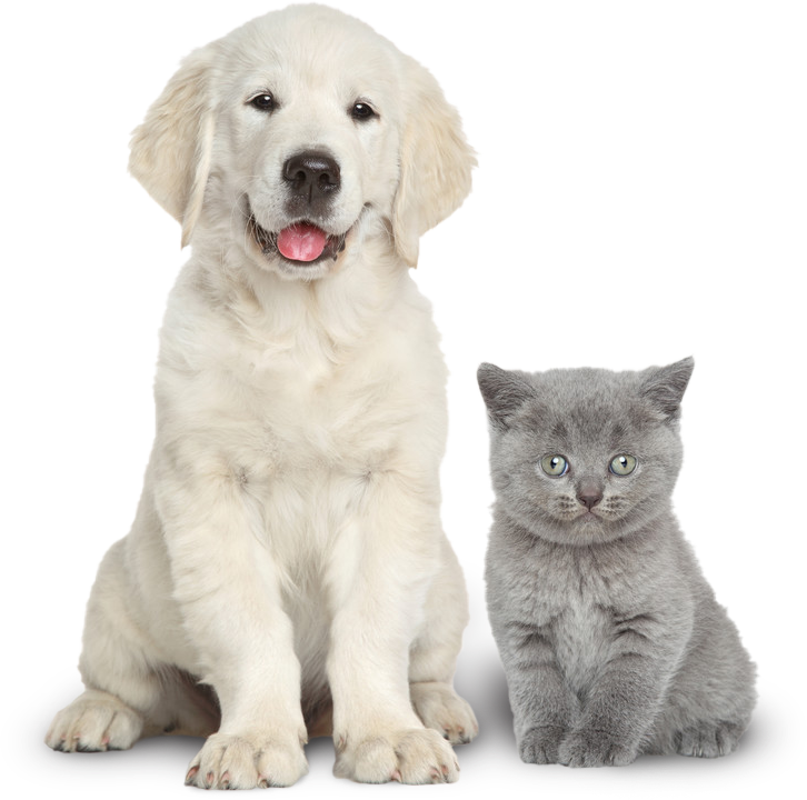 Dog and 2024 cat care